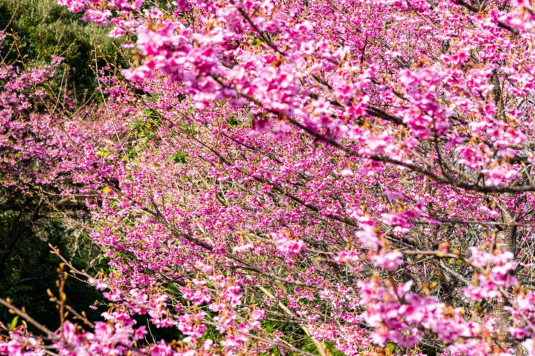 Yoshida 奄美大島桜2021 Machiiro 記事写真 19